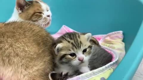 Leave me some milk! - adopted kitten attacks mother cat while her kittens are sleeping