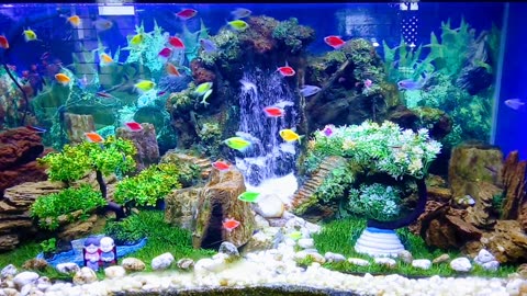 Fish Garden