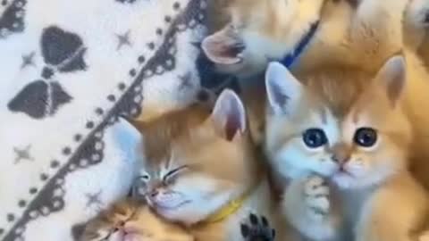 Precious Cats