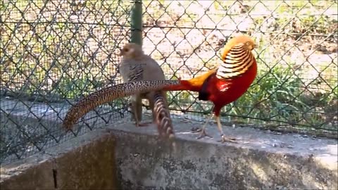 Beautiful Golden Pheasants and Wading Birds