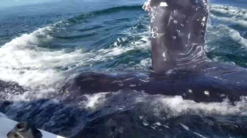Humpback whale spent an HOUR! around my boat but hits it only once.