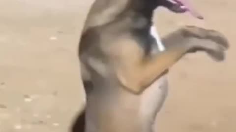 dog dance funny video😂😂🤣
