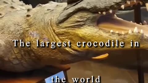 The largest crocodile in the world اضخم تمساح بالعالم