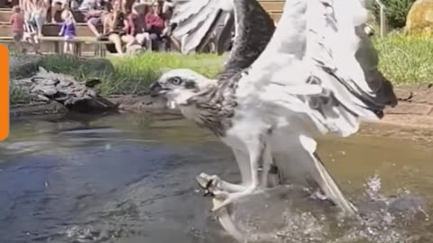 Amazing Eagle is Catching Fish ....