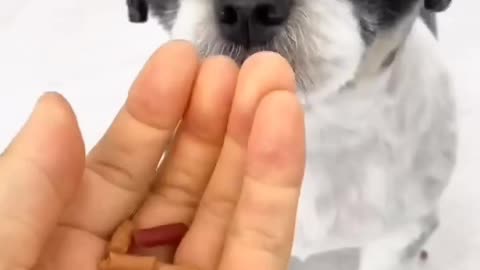 how you trick the dog