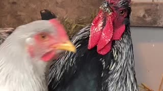 Chicken Love