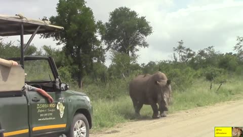 Angry rhino bull suddenly charges towards safari vehicle
