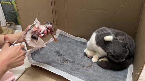 The pregnant dwarf cat gave birth to 5 kittens - the end