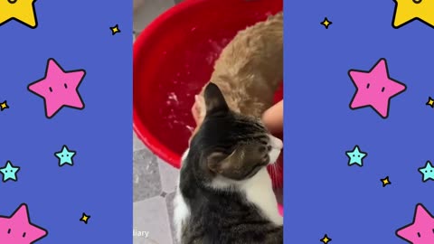 Funny Daily Life Of Kittens And Puppies.