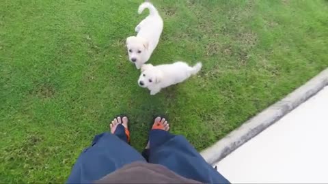 Cute dog video make your day