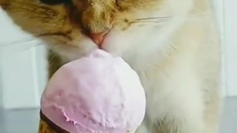 Funny cats eating ice-cream in funny voice