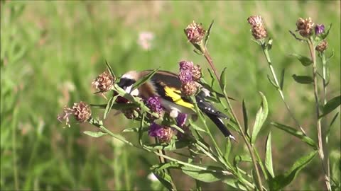 Stieglitz Bird Animal Finch Nature Songbird