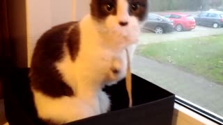 Cat reacts after realizing she's on camera