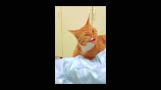 Funny animals videos (🐈 & 🐕)