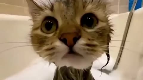 cutee cat video