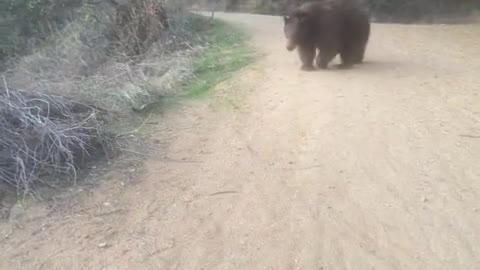 Bear scares hiker off trail in Monrovia, CA