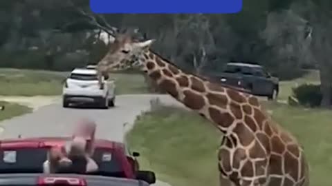 Giraffe does the unthinkable