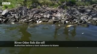 Tons of dead fish found in river on German-Polish border - BBC News