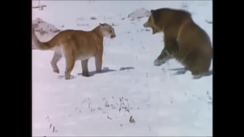 Mountain Lion vs Grizzly Bear Fights don't fuck with a cougar with cubs