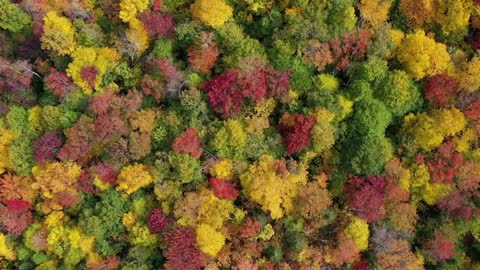 Autumn trees with calming music for concentration