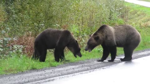 Epic grizzly bear fight!