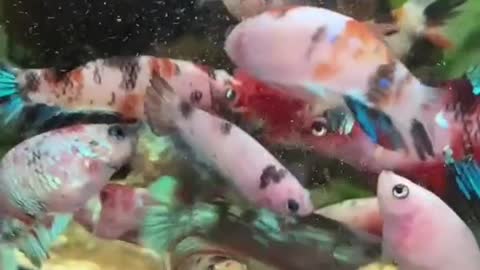 Cute Fish Beta Baby
