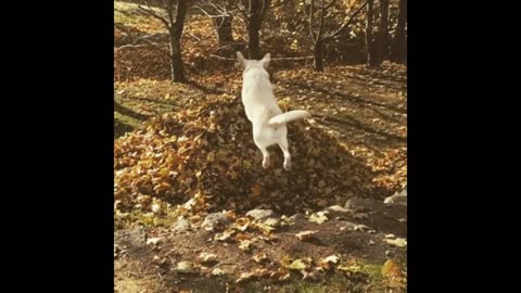 Gif video of dog jumping on pile of leaves