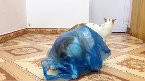 My Cats vs Blue Bag