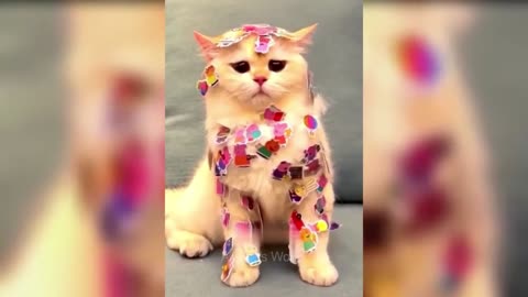 "Whisker Wonderland: Hilarious Cat Antics That Will Make Your Day!"