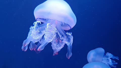"Jellyfish: Mesmerizing Creatures of the Ocean"
