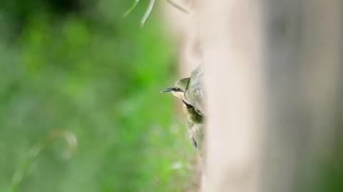 Birds playing