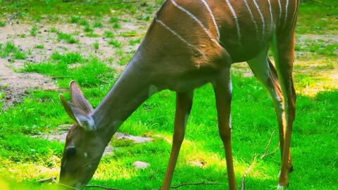 wild antelope kudu.