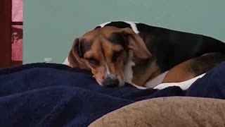 Snooze time #dog #beagleslife #lovedogs #beagletales #shorts