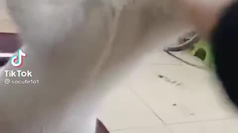 FUNNY CAT MUST WATCH🤣🤣🤟