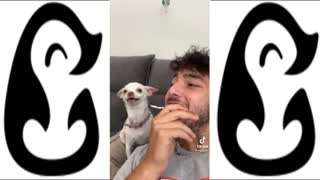 SUPER CRAZY, BITCHY AND CUTE CHIHUAHUAS - TIKTOK COMPILATION