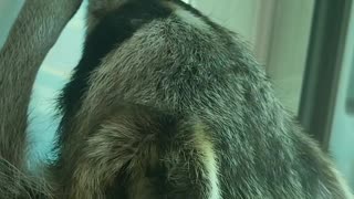 Raccoon drinks water in the water purifier and washes his hands in the bathroom