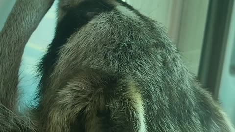 Raccoon drinks water in the water purifier and washes his hands in the bathroom