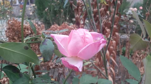 The last pink rose