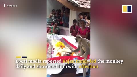 Monkey attends funeral of human caretaker in Sri Lanka