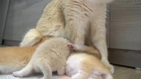 Newborn kitten.
