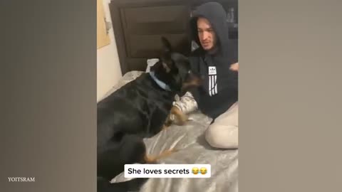 When your dog is like your sibling 🤣 Funny Dog and Human