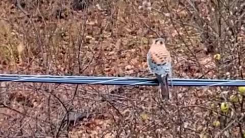 American Kestrel in Rain