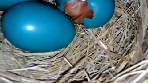 Hatching baby bird