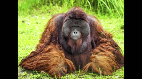 Orangutan Tribute