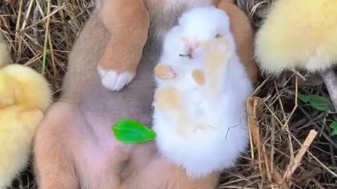 The dog puts the rabbit to sleep #cuteanimals #adorablepets #animallovers #animals #pets