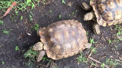 Tortoise eating poo, is it okay?-18