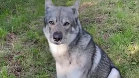 TOP 10 Dog Breeds That Look Like Wolves