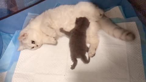 Mother Cat and her babies. Why are the babies white? Did I find something interesting