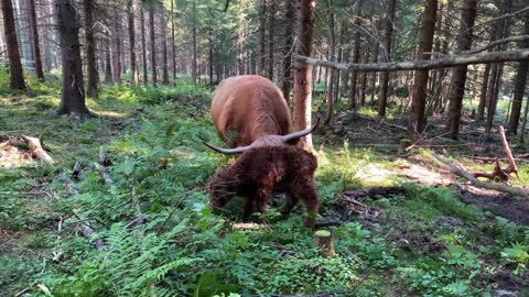 First Highland Cattle Calf of 2022