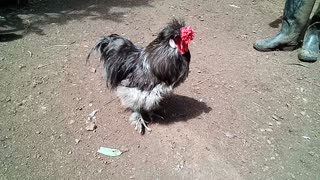 Silkie Rooster